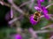 Bumble Bee gathering pollen on a purple flower