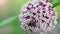 Bumble bee gathers pollen from a common milkweed