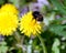 Bumble bee gathers pollen on a dandelion flower petals, in green grass on a clear, sunny summer day closeup view
