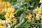 Bumble Bee harvesting yellow lupin flowers