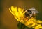 Bumble Bee on Hawkweed Flower