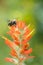 Bumble Bee hovering over Red Paintbrush