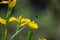 A bumble bee hovers and prepares to land on a buttercup to collect nectar