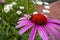 A Bumble Bee lands on a pink red Echinacea sensation pink coneflower blossom