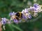 Bumble bee on a lavender branch
