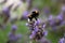 Bumble-bee on lavender flower