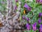 Bumble bee on lavender flower close-up