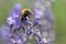 Bumble bee on the lavender flower closeup