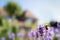 A bumble bee on a lavender flower in front of a soft focus house and tree on a summer day