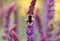 Bumble bee on lavender flowers