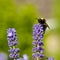 Bumble bee on lavender flowers