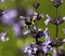 A bumble bee looking for pollen on a purple flower