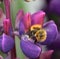 Bumble Bee and the Lupin