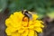 Bumble bee on a marigold flower