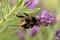 Bumble bee mating