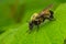 Bumble Bee Mimic Robber Fly - Laphria thoracica