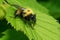 Bumble Bee Mimic Robber Fly - Laphria thoracica