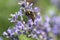 Bumble bee in motion on the lavender flower closeup