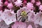 Bumble bee on mountain laurel flowers in Vernon, Connecticut