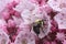 Bumble bee on mountain laurel flowers in Vernon, Connecticut