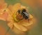 Bumble bee on the orange geum flower