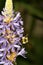 Bumble bee on pickerel weed flower in Sunapee, New Hampshire