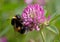 Bumble bee on pink clover