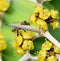 Bumble Bee Playing peek-a-boo on yellow cactus flowers