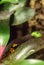 Bumble bee poison dart frog Dendrobates leucomelas