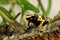 Bumble bee poison dart frog hunting