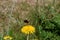 Bumble Bee Pollenating a Dandelion Flower