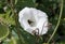 Bumble bee pollinating a bind weed flower