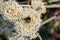 Bumble bee pollinating California Buckwheat Eriogonum fasciculatum wildflowers, California