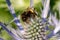 Bumble bee pollinating an eryngium flower