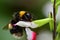 Bumble bee pollinating a hot lips salvia flowers