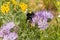Bumble bee pollinating a Lacy Phacelia Phacelia cryptantha wild flower, California