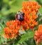 Bumble Bee, Pollinating, Orange flower, Outside