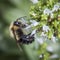 Bumble Bee pollinating Oregano flowers