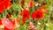 Bumble bee pollinating red poppies