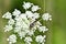 Bumble bee pollinating on a white boneset