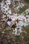 Bumble bee pollinating white flower of Manchu cherry