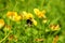 Bumble bee pollinating yellow flowers