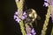 Bumble bee probing blue vervain flowers in New Hampshire.