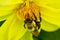 Bumble bee probing for dahlia nectar with a thick proboscis