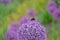 Bumble bee on a purple Allium bulb flower