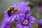 Bumble Bee on Purple Asters with Yellow Centers