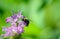 Bumble bee on purple bee balm flower