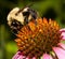 Bumble bee on a purple cone flower