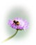 Bumble bee on purple flower