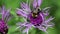 Bumble bee on purple flower